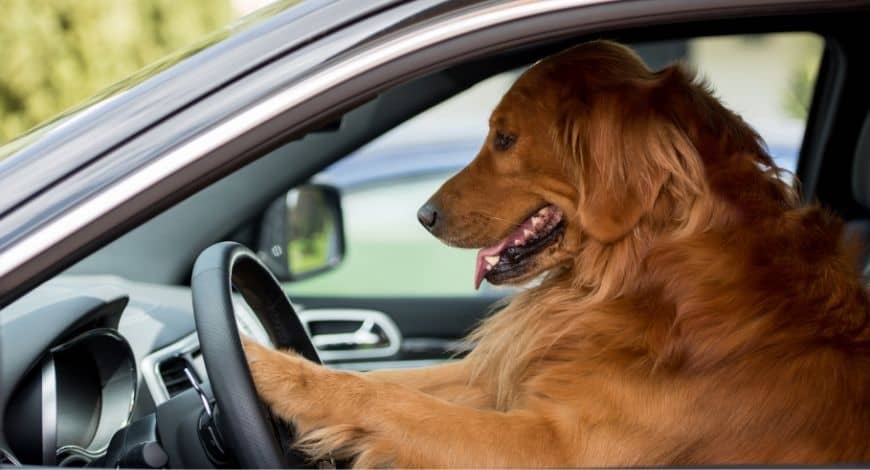 5 trucos infalibles para evitar que tu perro se maree en el coche